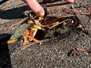 roof leak repair cary NC