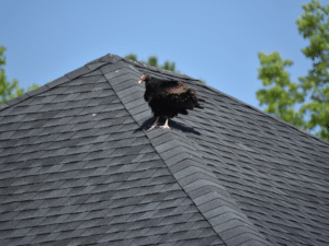 Vulture on a shingle roof causing damage