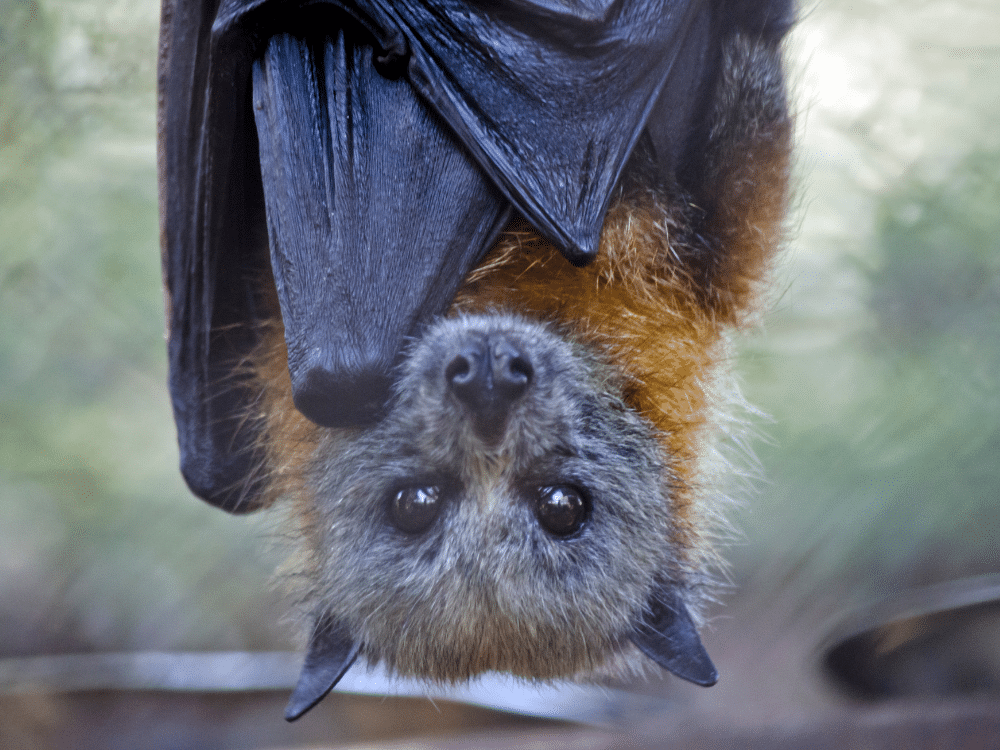 Bats in your attic space - close up of a bat hanging upside down