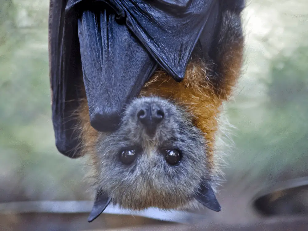 Pesky Bats! How to Get Rid of Bats in Your Attic