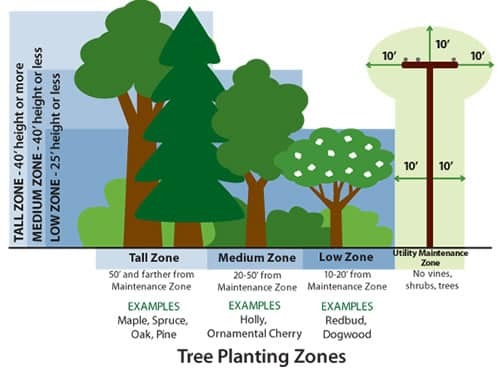 Tree Placement Near House: Safe Distances and Utility Guidelines Tree placement diagram showing safe distances from house and utility lines