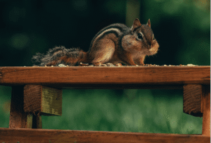 How to Keep Squirrels Out